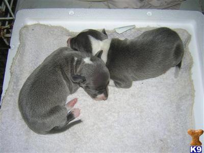 Italian Greyhound Puppies for Sale