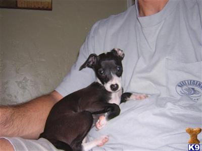 Italian Greyhound Puppies for Sale