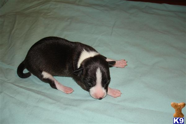 Italian Greyhound Puppies
