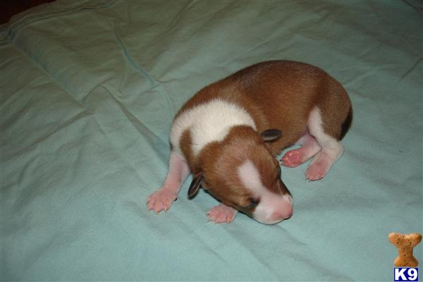 Italian Greyhound Puppies