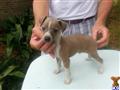 Italian Greyhound