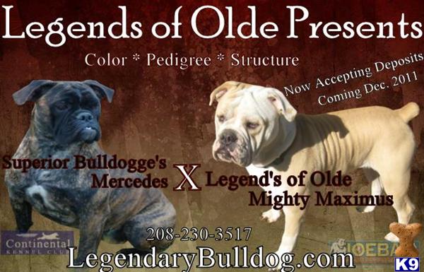 Old English Bulldog Puppies