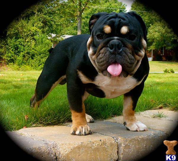 Old English Bulldog Puppies