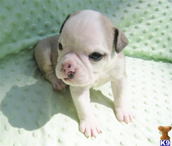 Old English Bulldog Puppies