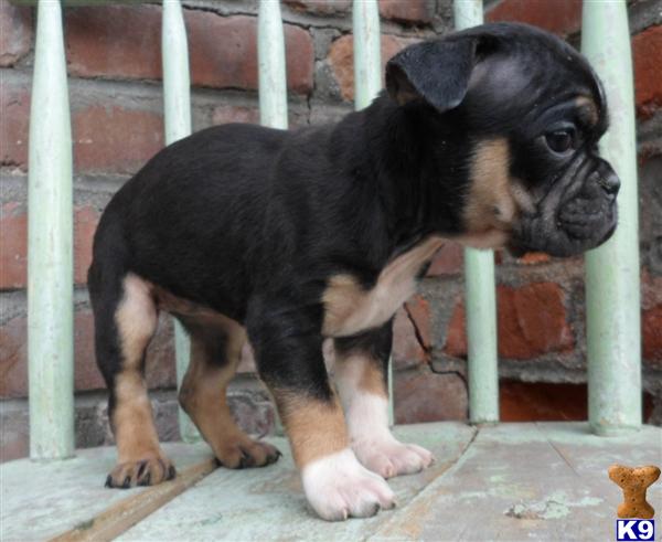 Old English Bulldog Puppies