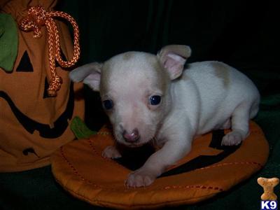 Chihuahua Puppies for Sale