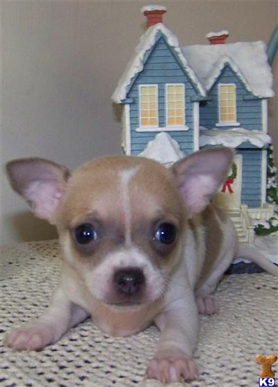 Chihuahua Puppies for Sale