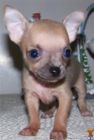 Chihuahua Puppies for Sale