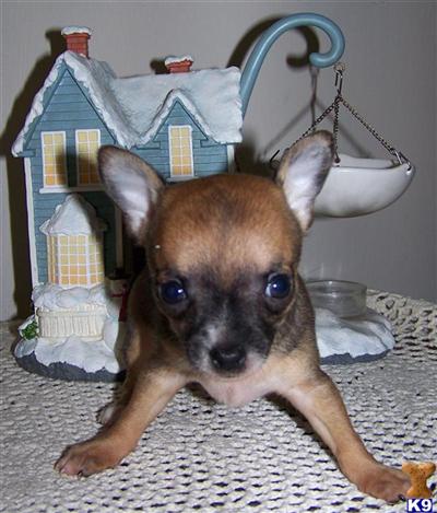 Chihuahua Puppies for Sale