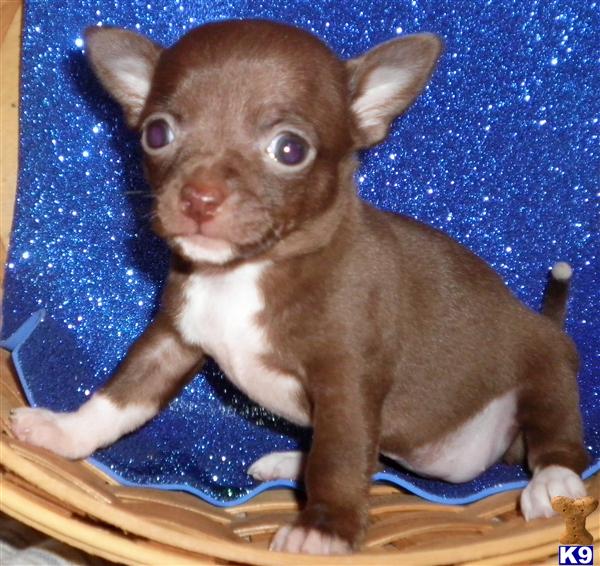 Small Dogs