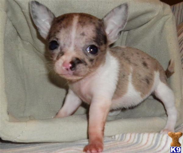 Small Dogs