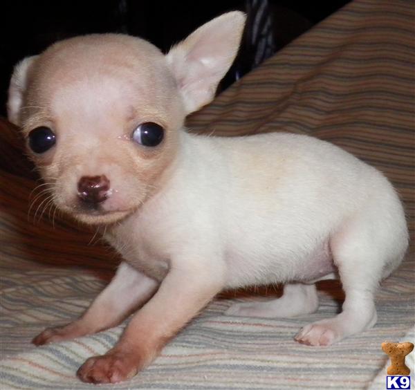 Small Dogs