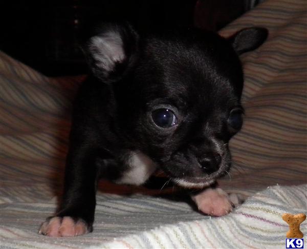 Small Dogs