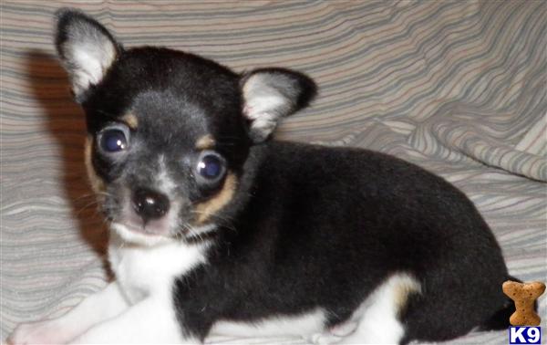 Small Dogs