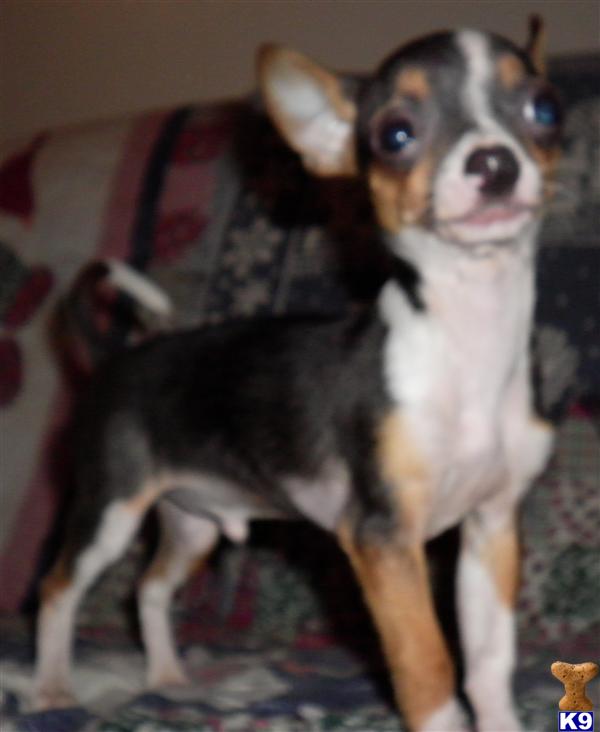 Small Dogs