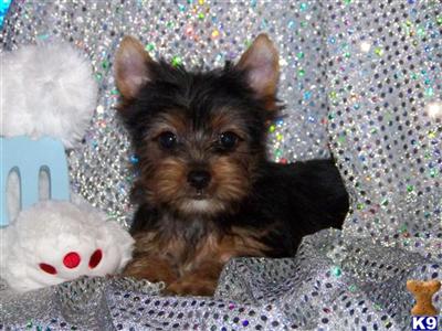 Yorkshire Terrier Puppies in FL