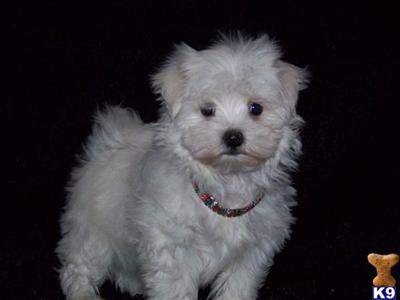 Maltese Puppies in FL