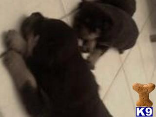 Puppies in Murrieta