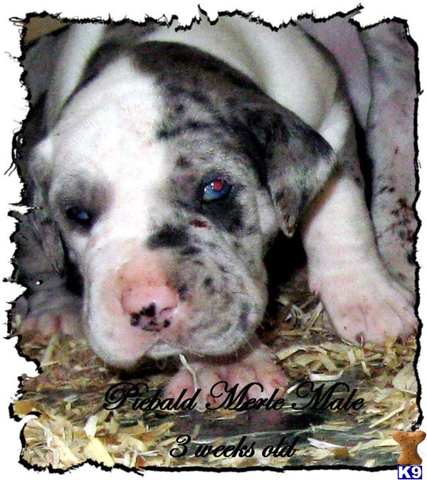 Puppies in AL