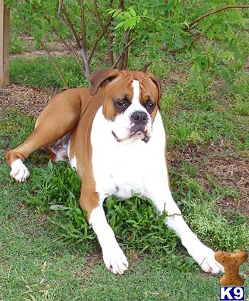 Stud Dogs - Boxer
