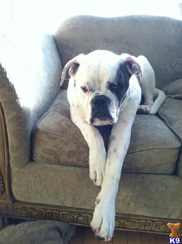 Stud Dogs in NY