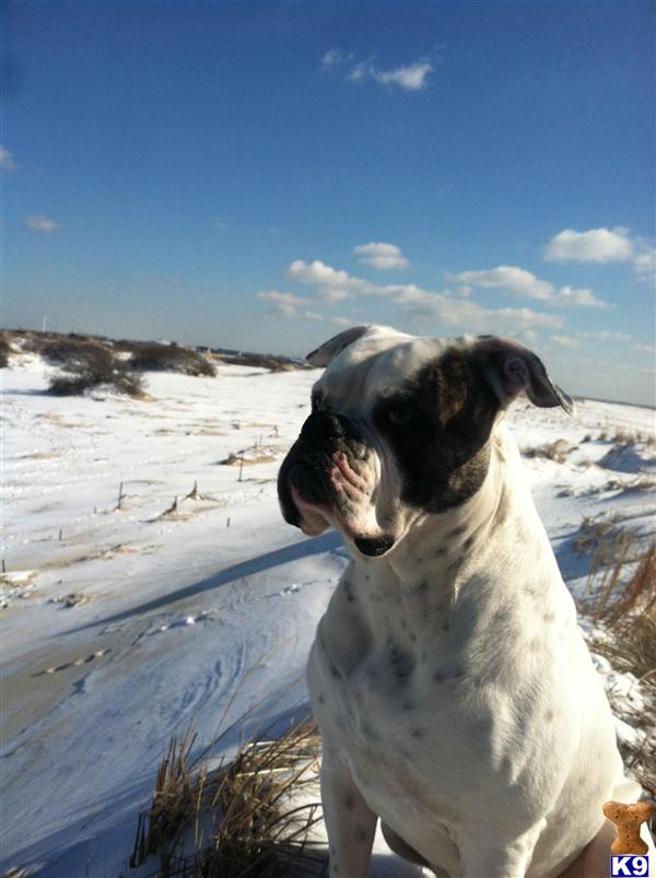 Stud Dogs - American Bulldog