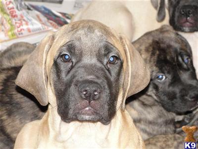 Mastiff Puppies for Sale