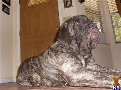 Stud Dog