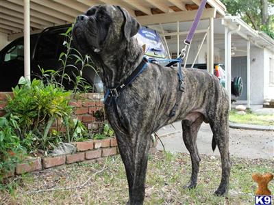 Dogs - Mastiff