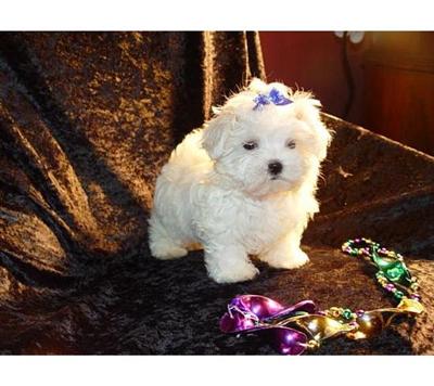 Maltese Puppies in TX