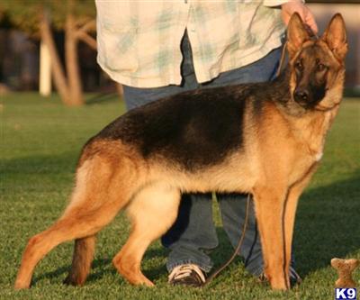 Dogs - German Shepherd