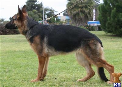Dogs - German Shepherd