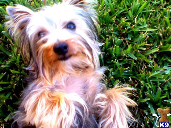 Dogs - Yorkshire Terrier