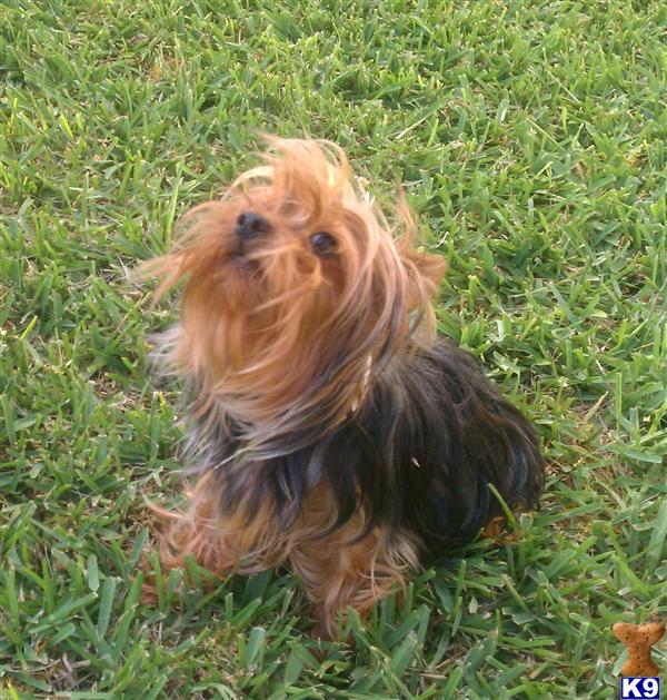 Dogs - Yorkshire Terrier