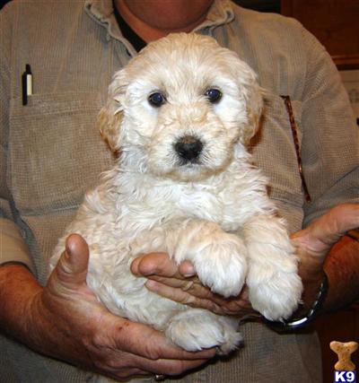 Goldendoodles Puppies for Sale
