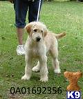 Goldendoodles