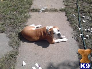 Stud Dogs in OH