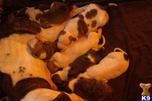 American Bulldog Puppies