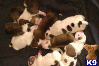 American Bulldog Puppies