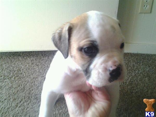 Puppies in OH