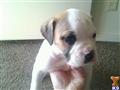American Bulldog