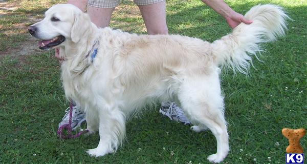 golden retriever puppies for sale in iowa. Golden Retriever Stud Dogs