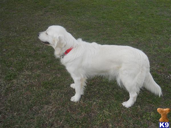 Dogs for Sale