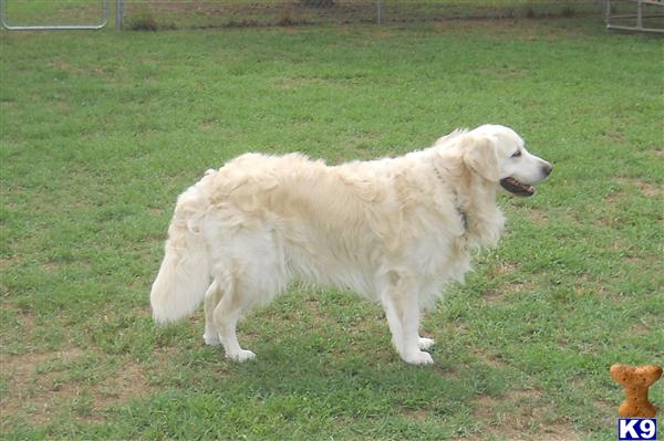 Stud Dogs - Golden Retriever