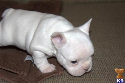 French Bulldog Puppies for Sale