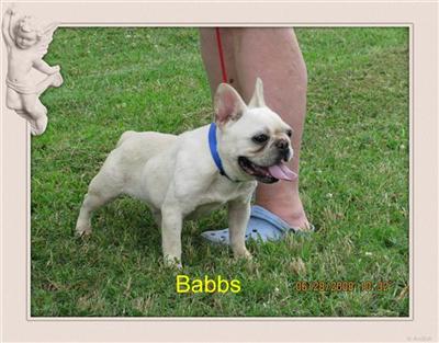 Dogs - French Bulldog