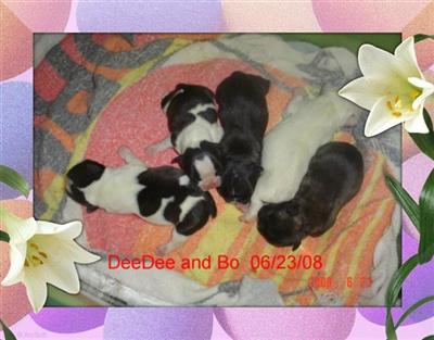Dogs for Sale in OK
