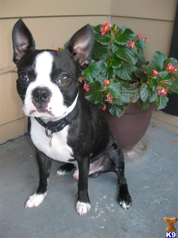 Stud Dogs - Boston Terrier