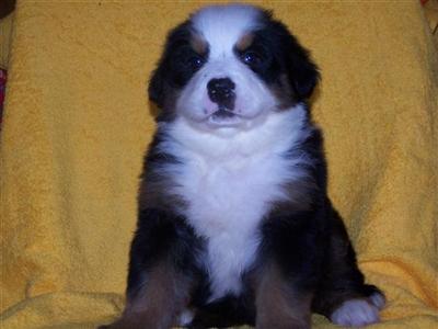 Puppies in NE