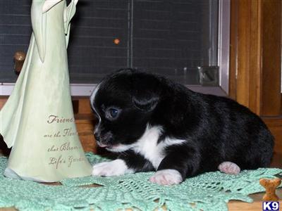 Puppies in NE